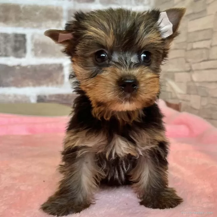W.H 様のお迎えした子犬