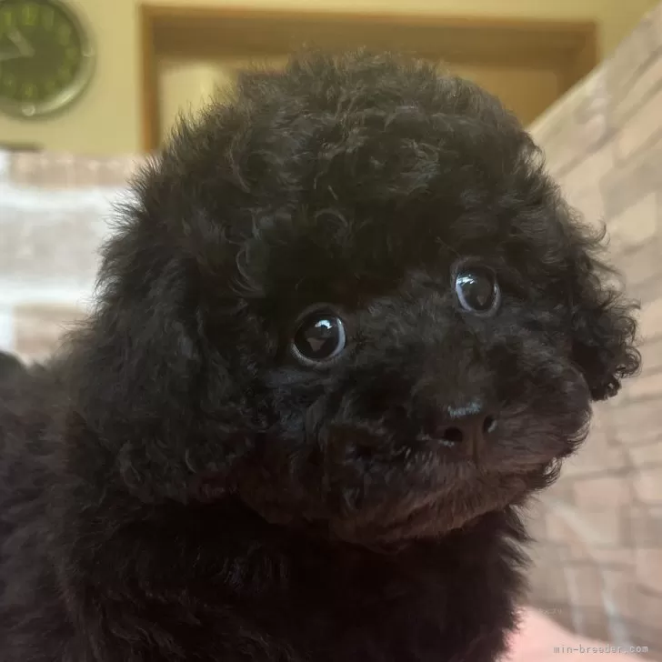 ちいさん 様のお迎えした子犬
