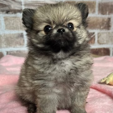 ポメチワ(ポメラニアン×チワワ)【鹿児島県・男の子・2024年3月19日・オレンジ】の写真「とっても可愛いおチビちゃん💕」