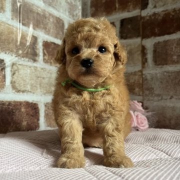 トイプードル(トイ)【鹿児島県・女の子・2023年8月3日・アプリコット】の写真「遺伝子検査クリアの両親から生まれた可愛い子💕」