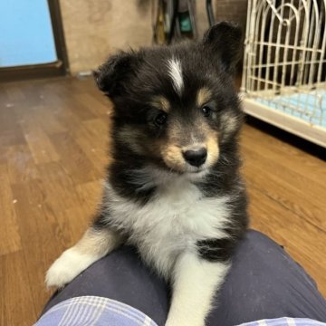 シェットランドシープドッグ【鹿児島県・女の子・2023年3月5日・ブラックホワイト&タン】の写真「体格の良い元気な女の子💕」