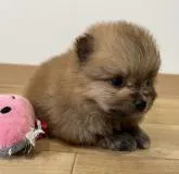 ポメラニアン【鹿児島県・男の子・2022年9月29日・オレンジ】の写真2