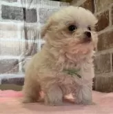 チワマル(マルチーズ×チワワ)【鹿児島県・男の子・2024年3月6日・ホワイト】の写真5