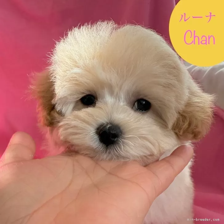 ID:2501-04386の子犬
