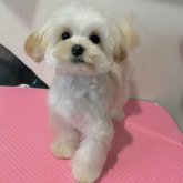 マルプー(トイプードル×マルチーズ)