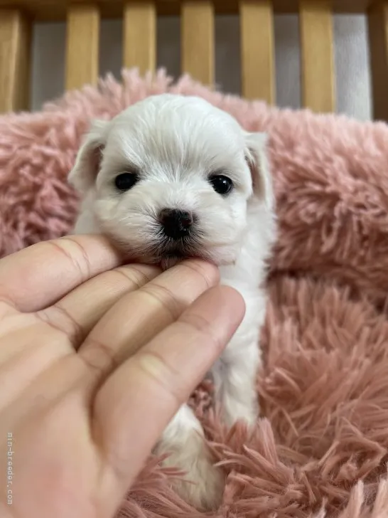 ぴの 様のお迎えした子犬