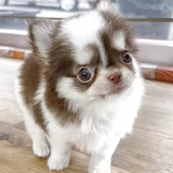 momo 様のお迎えした子犬