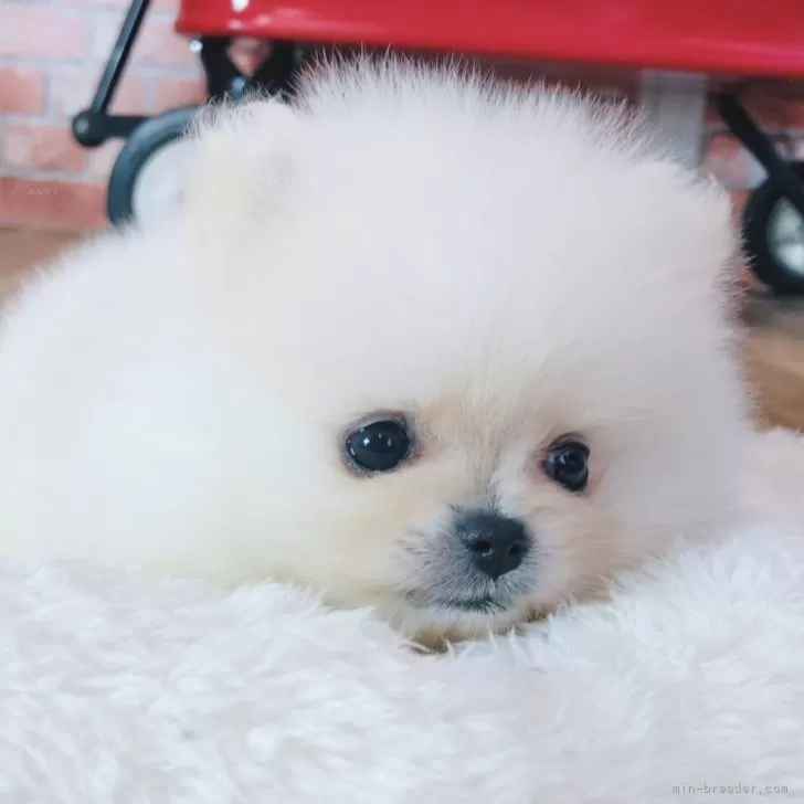 ID:2411-00214の子犬