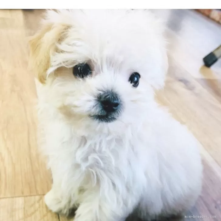 ID:2412-03895の子犬