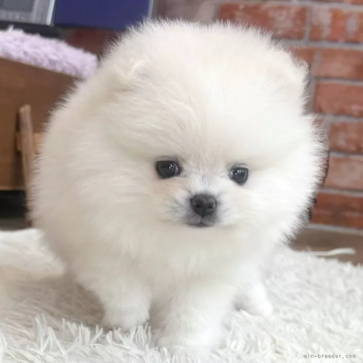 T.Y 様のお迎えした子犬