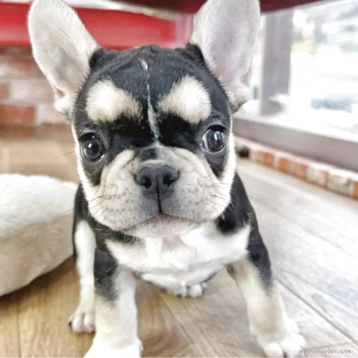 ID:2505-06784の子犬