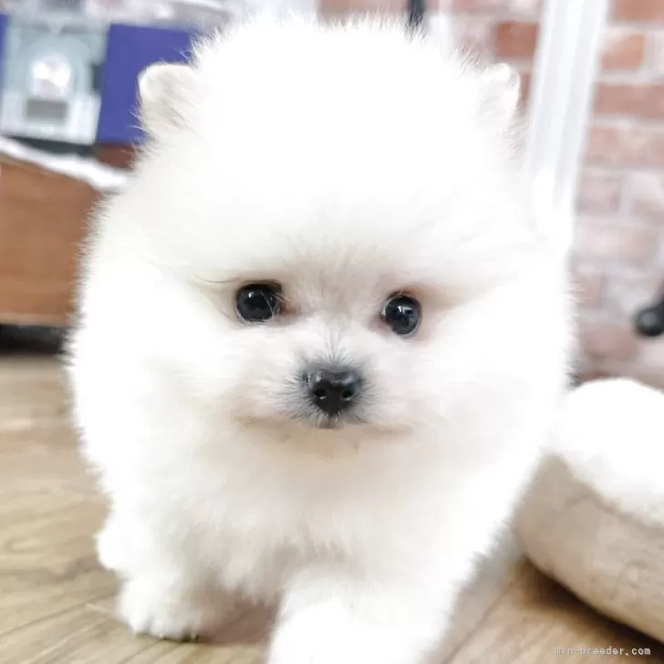 ID：2505-06315の子犬