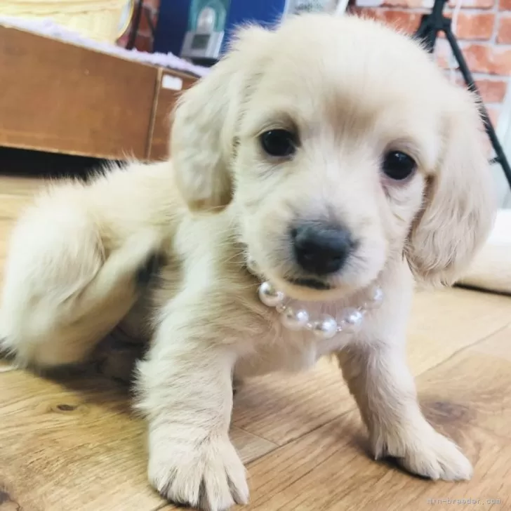 ID:2502-04201の子犬