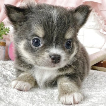チワワ(ロング)【神奈川県・男の子・2025年3月20日・ブルータン&ホワイト】の写真「♡きれいなカラーの男の子♡」