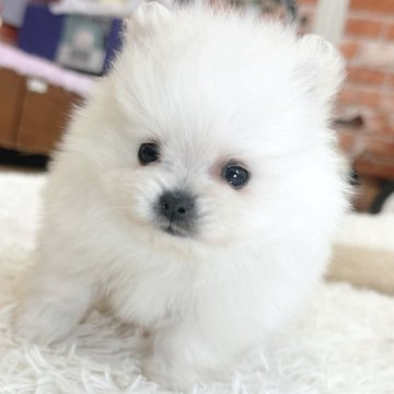 ポメラニアン【神奈川県・男の子・2025年10月26日・クリーム】の写真「♡小さな可愛い男の子♡」