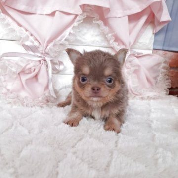 チワワ(ロング)【神奈川県・男の子・2025年9月29日・イザベラタン】の写真「☆小降りで可愛いぼく☆」