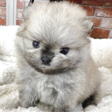 ポメラニアン【神奈川県・男の子・2025年4月28日・オレンジ】の写真「♡極小♡可愛い男の子♡」