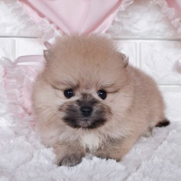 ポメラニアン【神奈川県・女の子・2025年10月4日・オレンジ】の写真「☆小降りで可愛いまんまるこ☆」