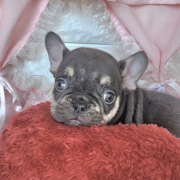 フレンチブルドッグ【神奈川県・男の子・2025年9月13日・チョコタン】の写真「☆レアカラー☆チョコタン男の子☆」