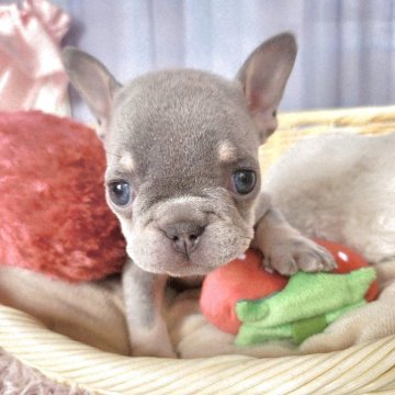 フレンチブルドッグ【神奈川県・女の子・2025年9月13日・ライラックタン】の写真「☆レアカラー☆ライラックタン女の子☆」