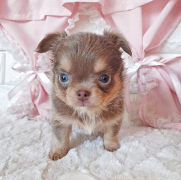 チワワ(ロング)【神奈川県・男の子・2025年9月29日・イザベラタン】の写真「☆小降りで可愛いぼく☆」