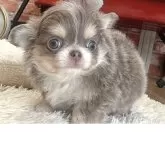 チワワ(ロング)