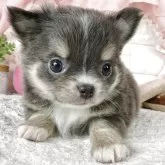 チワワ(ロング)