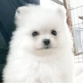 ポメラニアン