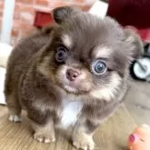 チワワ(ロング)