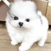 ポメラニアン