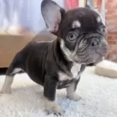 フレンチブルドッグ