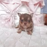 チワワ(ロング)