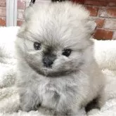 ポメラニアン