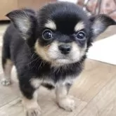チワワ(ロング)