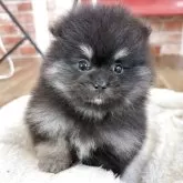 ポメラニアン