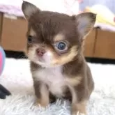 チワワ(ロング)