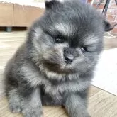 ポメラニアン