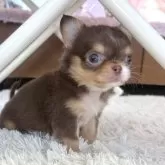 チワワ(ロング)【神奈川県・男の子・2025年10月12日・チョコタン&ホワイト】の写真2