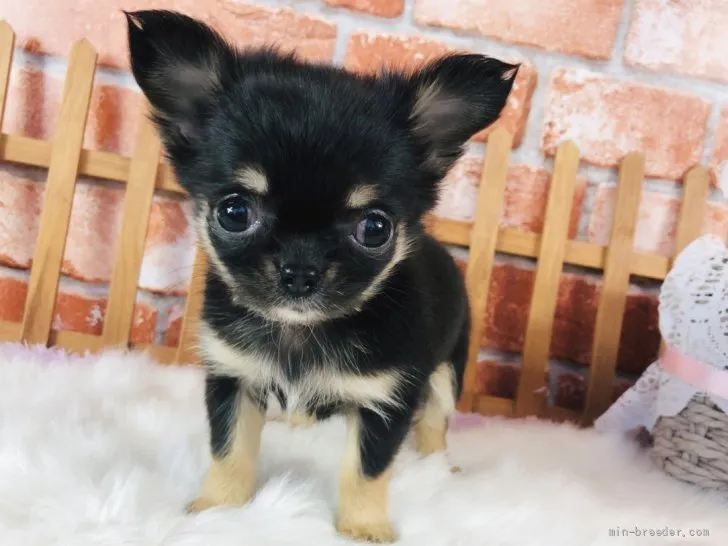 ID:2111-01851の子犬