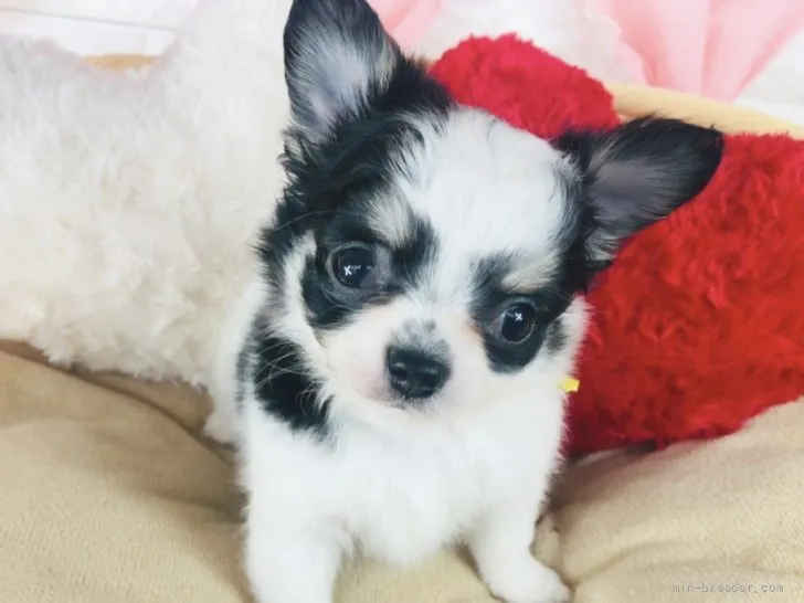 ID:2204-00146の子犬