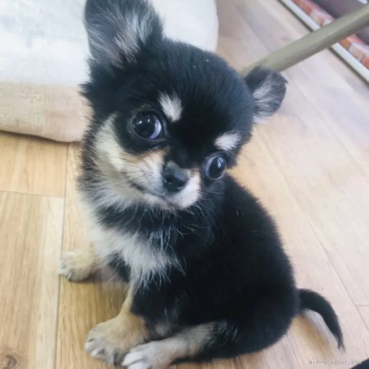 ID:2309-03515の子犬