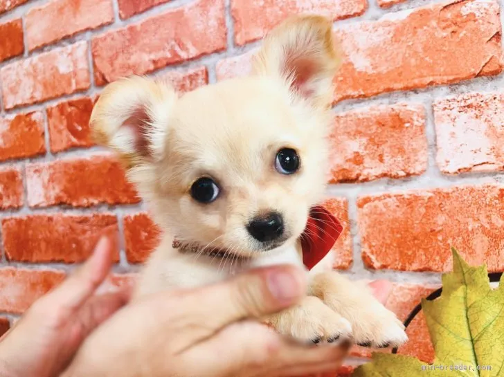 ID：2009-02123の子犬