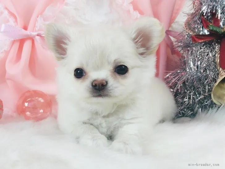 ID:2112-01167の子犬