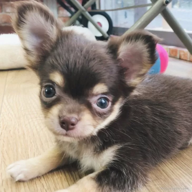 ID:2409-00150の子犬