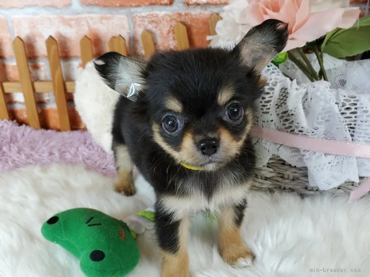 ID:2111-01442の子犬