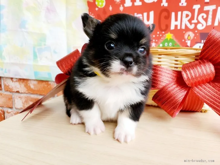 ID:2012-00363の子犬