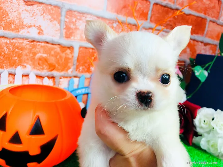 ID:2010-00964の子犬
