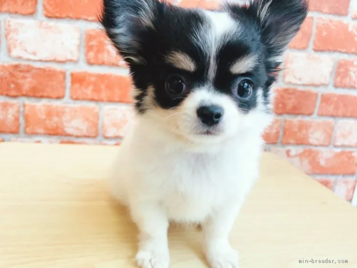 ID:2104-03066の子犬