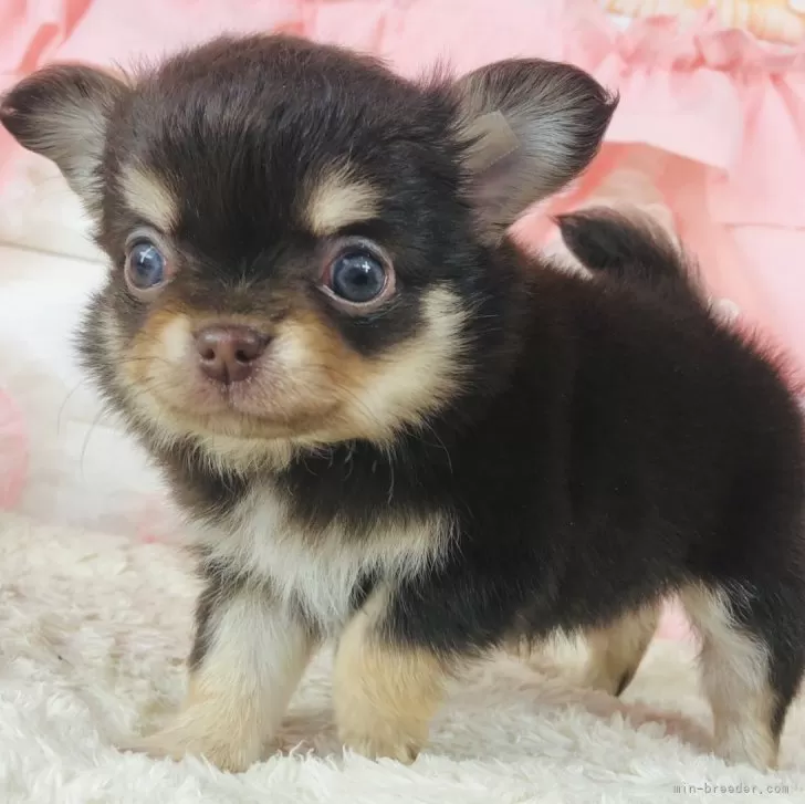 ID：2405-02008の子犬
