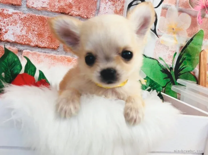 ID：2107-03791の子犬